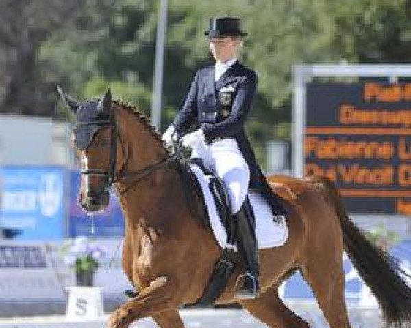 dressage horse Qui Vincit Dynamis (Oldenburg, 1999, from Quattro B)