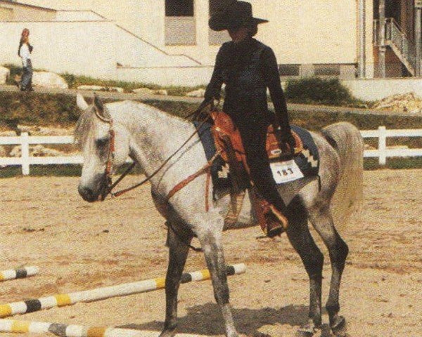 horse KUHAYLAN ox (Arabian purebred, 1993, from Assiut EAO)