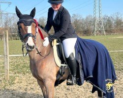 Springpferd Diamond Star 17 (Deutsches Reitpony, 2015, von Dimension AT NRW)