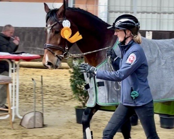 Pferd Skippy (Westfale, 2021, von Hickstead Blue)