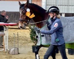 horse Skippy (Westphalian, 2021, from Hickstead Blue)