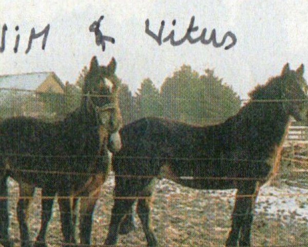 horse Wim (Welsh-Cob (Sek. D), 1997, from Sydenham William)
