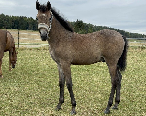 Pferd Hengst von WM Devdas ox (Kleines deutsches Reitpferd, 2024, von Devdas ox)