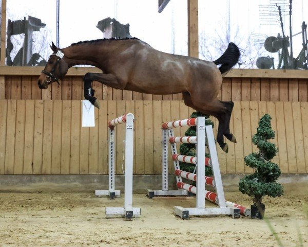 horse Carlotta (Westphalian, 2022, from Capistrano 2)