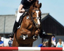 broodmare Lady Colour (Hanoverian, 2005, from Landsieger I)