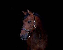 dressage horse Lafee 33 (Westphalian, 2017, from Los Arpeggio)