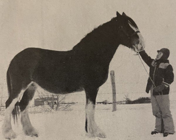 broodmare Strathore Barbi (Clydesdale, 1981, from Benedictine Vintage)