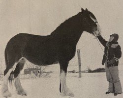 broodmare Strathore Barbi (Clydesdale, 1981, from Benedictine Vintage)