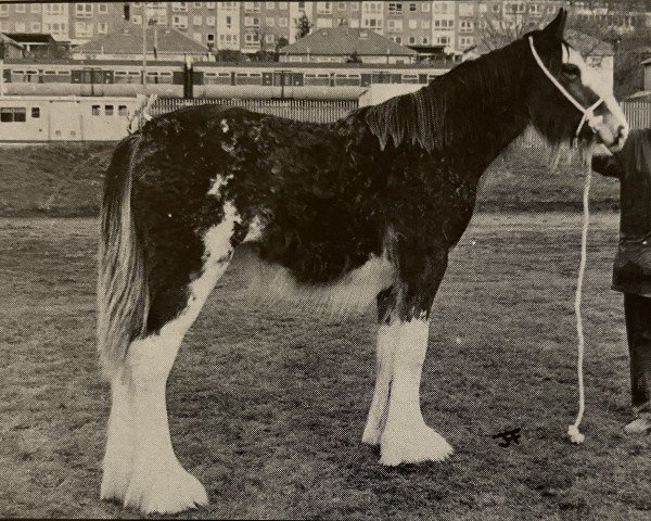 Zuchtstute Tulloes Rosie 92028 (Clydesdale, 1992, von Torrs Trueform)