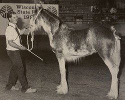 broodmare Thistle Ridge Argyll Silken (Clydesdale, 1992, from Commander Mark Argyll)