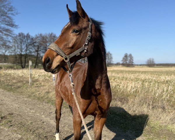 horse Zineradream (German Sport Horse, 2022, from Zinero)