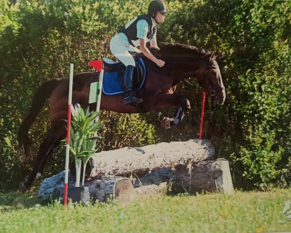 jumper Thanamar (Thoroughbred, 2017, from Clodovil xx) jumper Thanamar (Thoroughbred, 2017, from Clodovil xx)