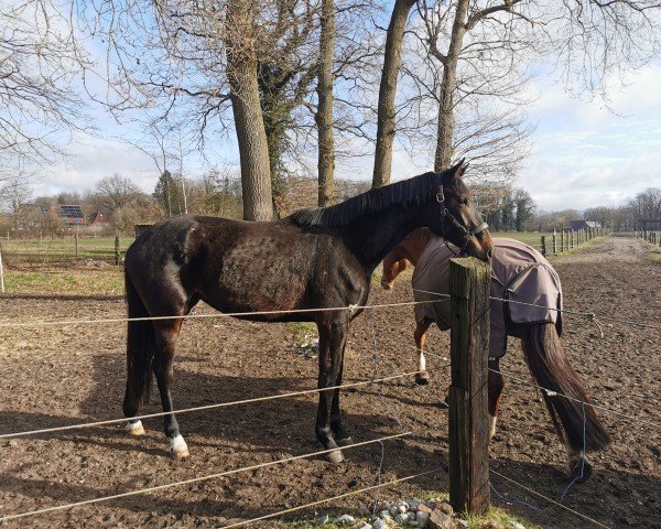 horse Indira Dream (Hanoverian, 2022, from Ibiza Dream)