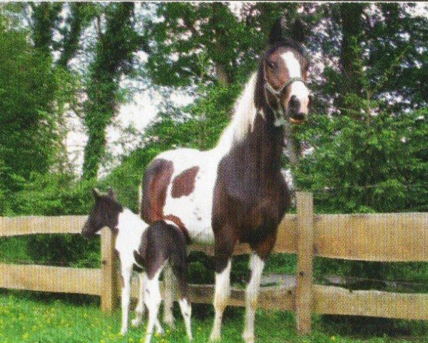 Springpferd Beauty (KWPN (Niederländisches Warmblut), 2006, von Samber) Springpferd Beauty (KWPN (Niederländisches Warmblut), 2006, von Samber)
