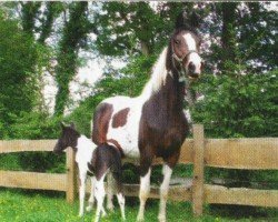 jumper Beauty (KWPN (Royal Dutch Sporthorse), 2006, from Samber)