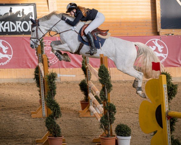 stallion Colestros (German Sport Horse, 2010, from Colestus)