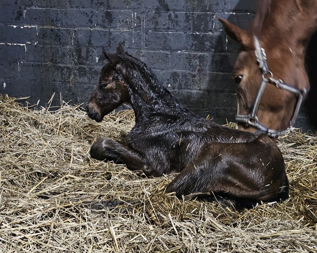 foal by Hello Haley (Hanoverian, 2025, from Highway Tn N.O.P.)
