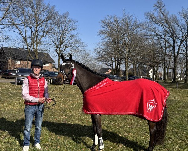 stallion Agapitus Sirius (German Riding Pony, 2022, from A kind of Magic 5)