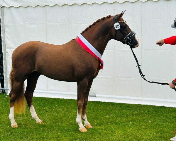 stallion Now-or-Never (Nederlands Rijpaarden en Pony, 2022, from Neverland WE)