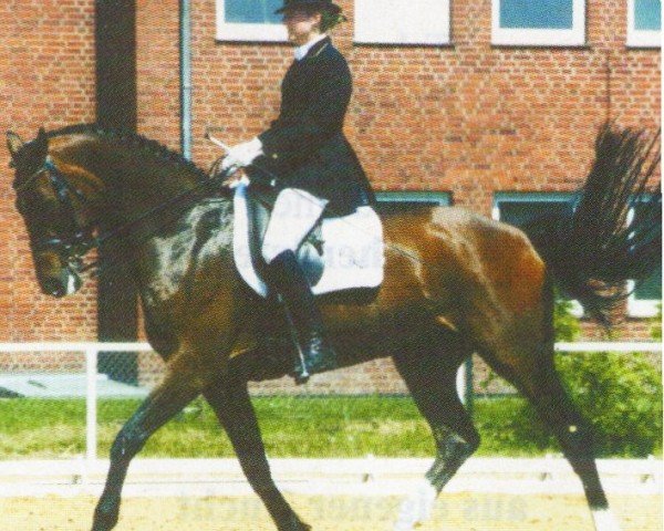Pferd Weyda 3 (Hannoveraner, 1995, von Wonderful)