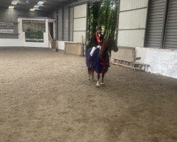 dressage horse Hs (German Riding Pony, 2017, from Valdez HS)
