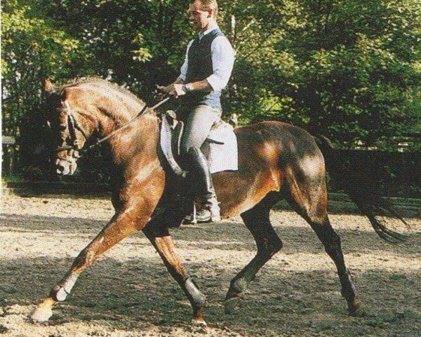 broodmare Natiella (Hanoverian, 1998, from Natiello xx)