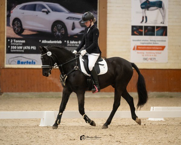horse Nobility (German Riding Pony, 2016, from Nadir vom Splitting WE)