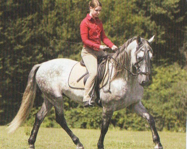 Springpferd Usurero S.T. (Pura Raza Espanola (PRE), 1997, von Devoto III) Springpferd Usurero S.T. (Pura Raza Espanola (PRE), 1997, von Devoto III)