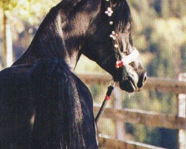 horse KHARIM EL GAUG ox (Arabian purebred, 1997, from UP Sheitan EAO)