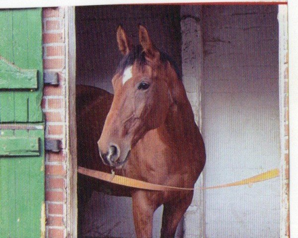 Zuchtstute Placido D (Hannoveraner, 1993, von Pinkus)