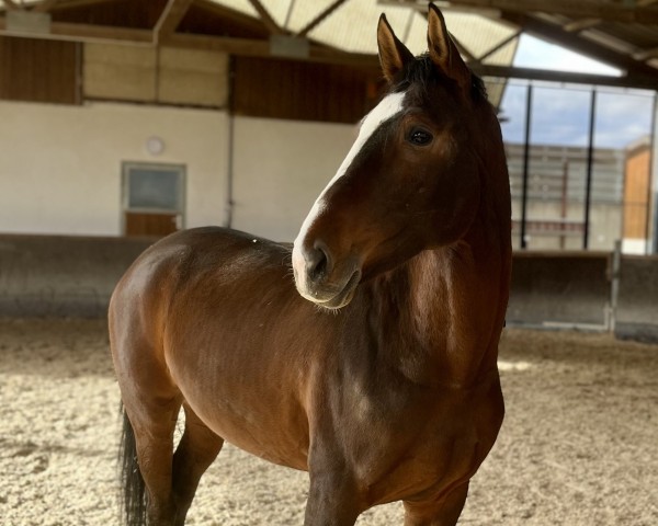 Pferd Bridget Jones H (Württemberger, 2019, von Bernay)