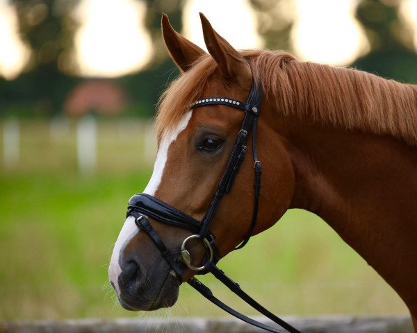 dressage horse Don Saliha (Westphalian, 2017, from Don Deluxe)