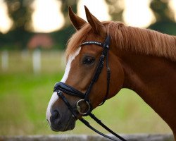 dressage horse Don Saliha (Westphalian, 2017, from Don Deluxe)