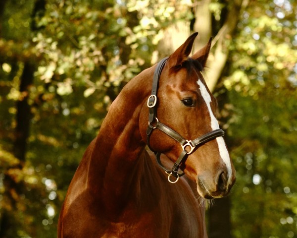 jumper Mon Petit Malito Z (Zangersheide riding horse, 2017, from Malito de Reve)