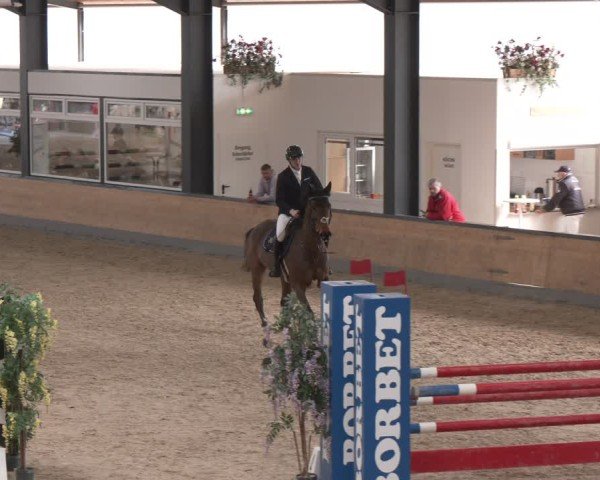 Reitturnier Borken (Hessen) 2025
