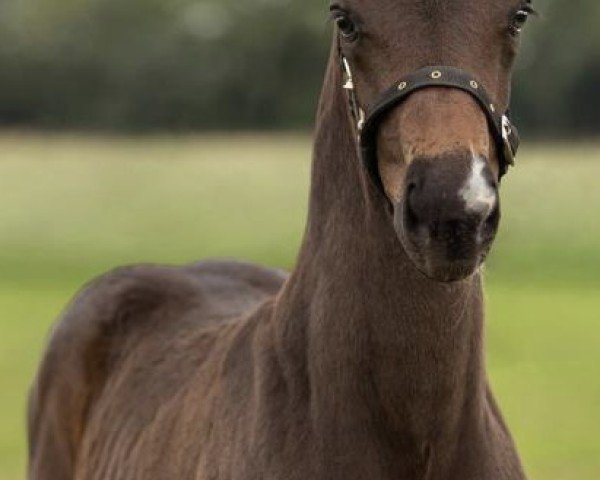 Pferd Total Colonia (Hannoveraner, 2023, von Total Diamond PS)