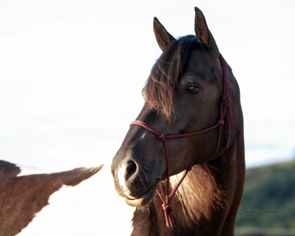 broodmare Daisy Mae (Quarter Pony, 2003, from Cherokee) broodmare Daisy Mae (Quarter Pony, 2003, from Cherokee)