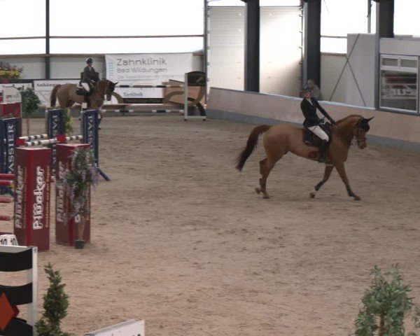 Reitturnier Borken (Hessen) 2025