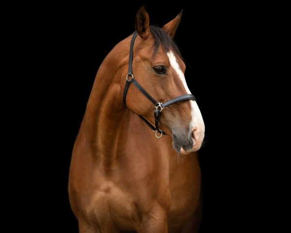 horse Charlotte (Rhinelander, 2008, from Cassini Boy Junior)