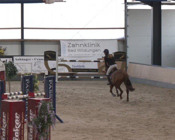 Reitturnier Borken (Hessen) 2025