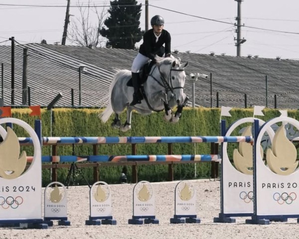 jumper Allegro Ec (KWPN (Royal Dutch Sporthorse), 2014, from Modesto)