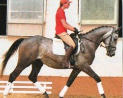 Springpferd La Corson (Polnisches Warmblut, 2014, von Contender Son)