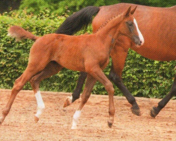 jumper Helsinki BS (German Warmblood, 2012, from Coupe d`Or)