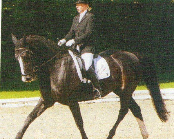 Pferd Arcado 2 (Hannoveraner, 1995, von Aalborg)