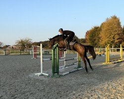 Geländepferd Catch Me Flying S (Holsteiner, 2020, von Catch)