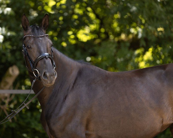 horse Shiva G (Hanoverian, 2021, from Secret)