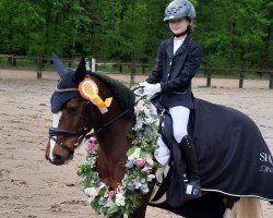 dressage horse Lisboy Little Fox (unknown, 2006)