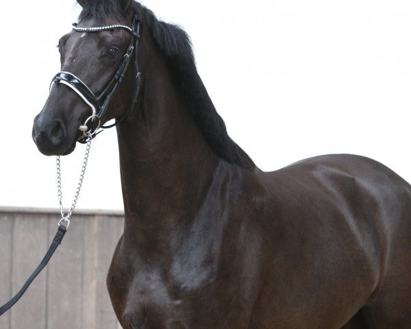 broodmare Kalinka ST (KWPN (Royal Dutch Sporthorse), 2015, from Elcapone)