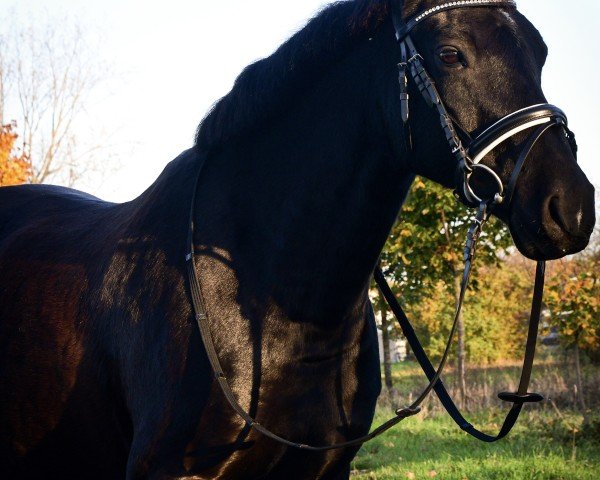 horse Nightstar's Campino (German Riding Pony, 2015, from New Classico)