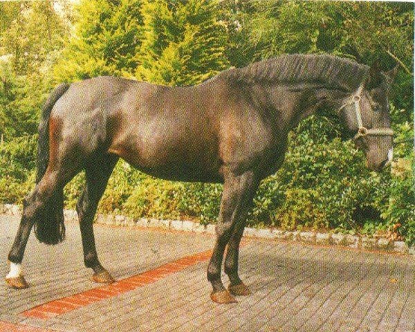 broodmare Granada (Hanoverian, 1994, from Grannox)
